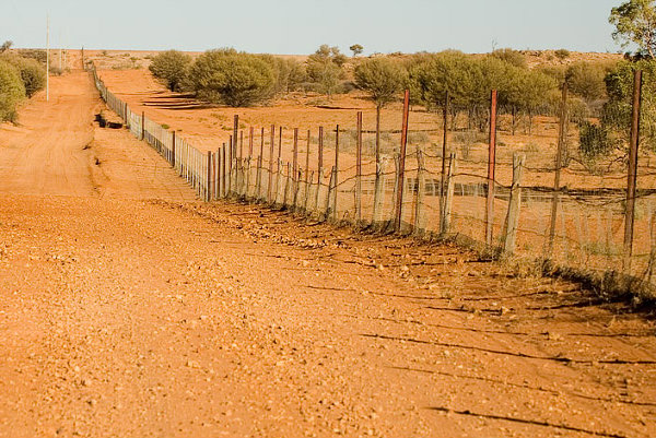 Dingo-Fence