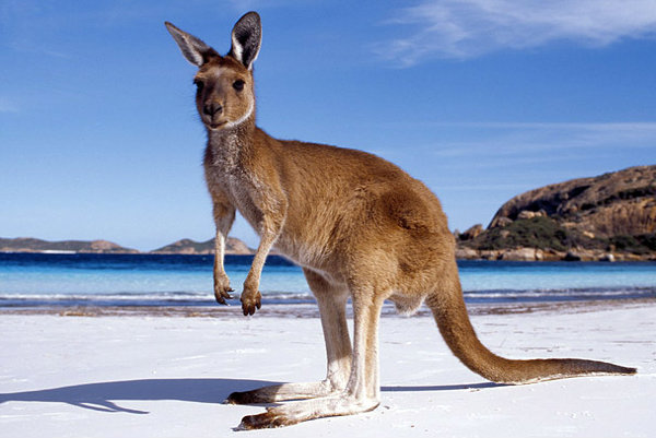 Kangaroo