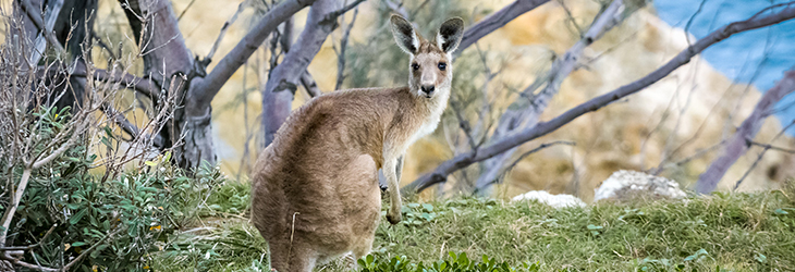 Diverse Landscapes and Wildlife