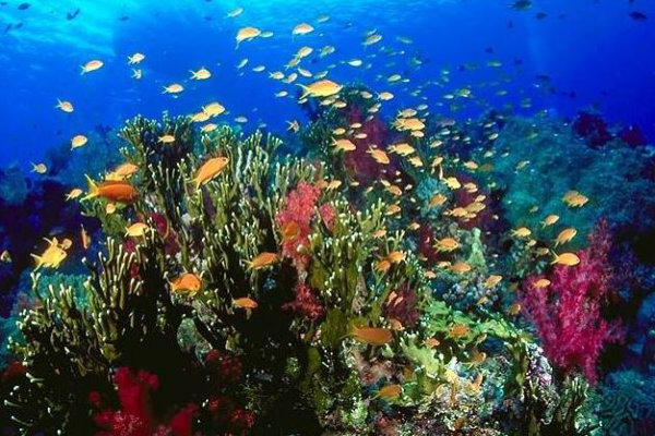 great-barrier-reef-corals