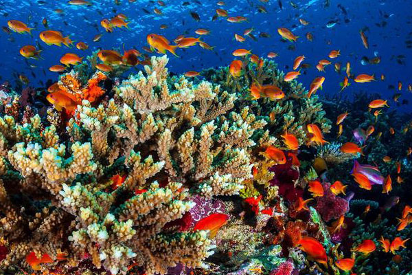 
Great Barrier Reef Australia