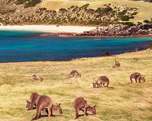 kangarooisland